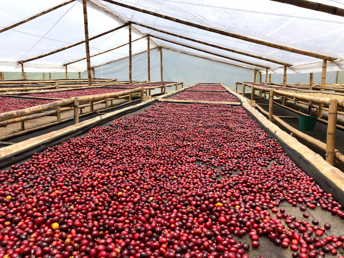 Natural vs Washed: What You Need to Know About Coffee Processing