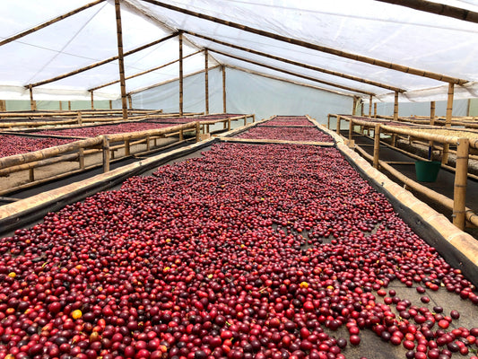 Natural vs Washed: What You Need to Know About Coffee Processing